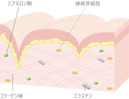 真皮線維芽細胞療法｜ビアンカ銀座｜日本を代表する美容健康再生医療のクリニック