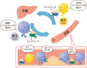 コレステロール